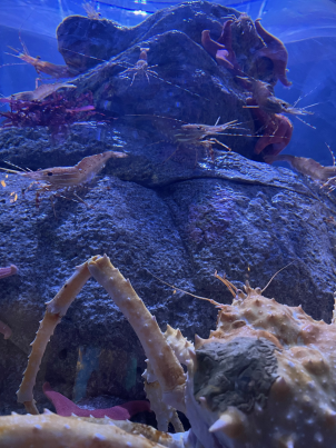 A giant crab looking at several shrimp